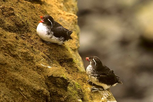 Parakeet Auklet