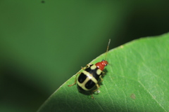 Gynandrobrotica lepida