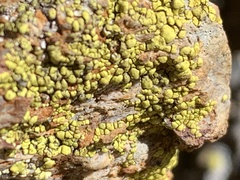 Candelariella rosulans