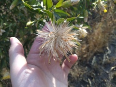 Hyaloseris salicifolia