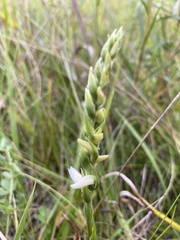 Spiranthes