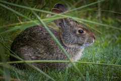 Sylvilagus palustris
