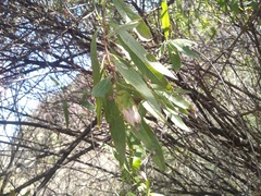 Hyaloseris salicifolia