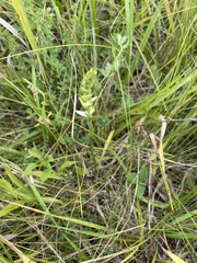 Spiranthes