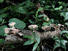 Microporus xanthopus