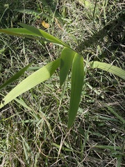 Iris domestica