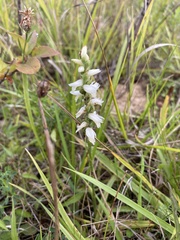 Spiranthes