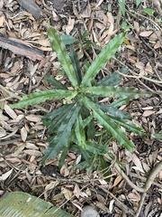 Macadamia integrifolia