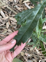 Macadamia integrifolia
