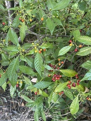 Psychotria nervosa