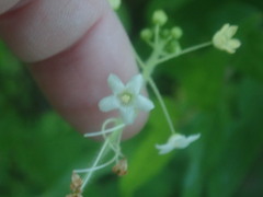 Echinopepon wrightii