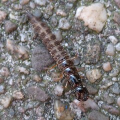 Coleoptera