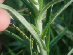Gnaphalieae