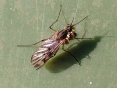 Sylvicola