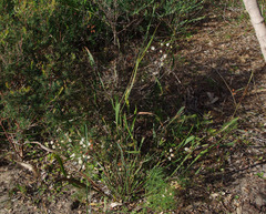 Acacia willdenowiana