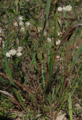 Acacia willdenowiana