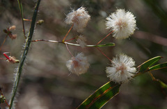 Acacia willdenowiana