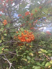 Pyracantha coccinea