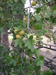 Diospyros texana