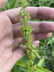 Stachys tenuifolia