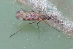 Sylvicola