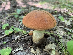 Leccinum insigne