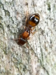 Temnothorax