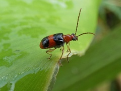Lemini