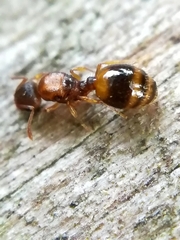 Temnothorax