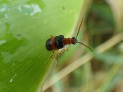 Lemini