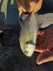 Caranx caninus