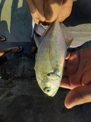 Caranx caninus
