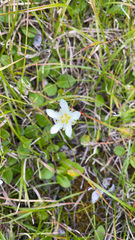 Parnassia fimbriata