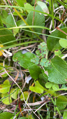 Thalictrum alpinum