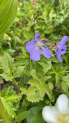 Geranium erianthum