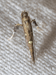 Caloptilia triadicae