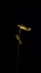 Caprimulgus europaeus