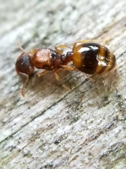 Temnothorax