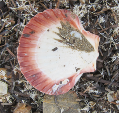 Pecten novaezelandiae