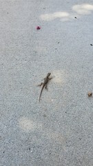 Sceloporus occidentalis