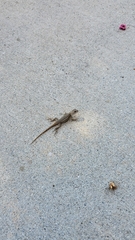 Sceloporus occidentalis