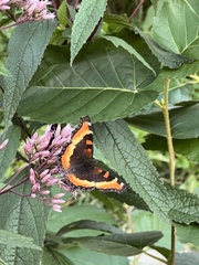 Aglais milberti
