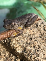 Litoria peronii