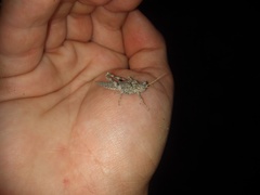 Ommexecha gigliotosi