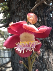 Couroupita guianensis