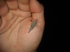 Ommexecha gigliotosi