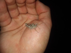 Ommexecha gigliotosi