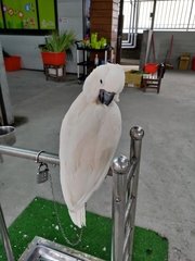 Cacatua alba