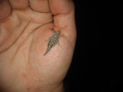 Ommexecha gigliotosi