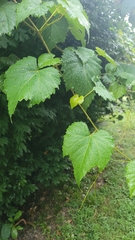 Vitis vulpina
